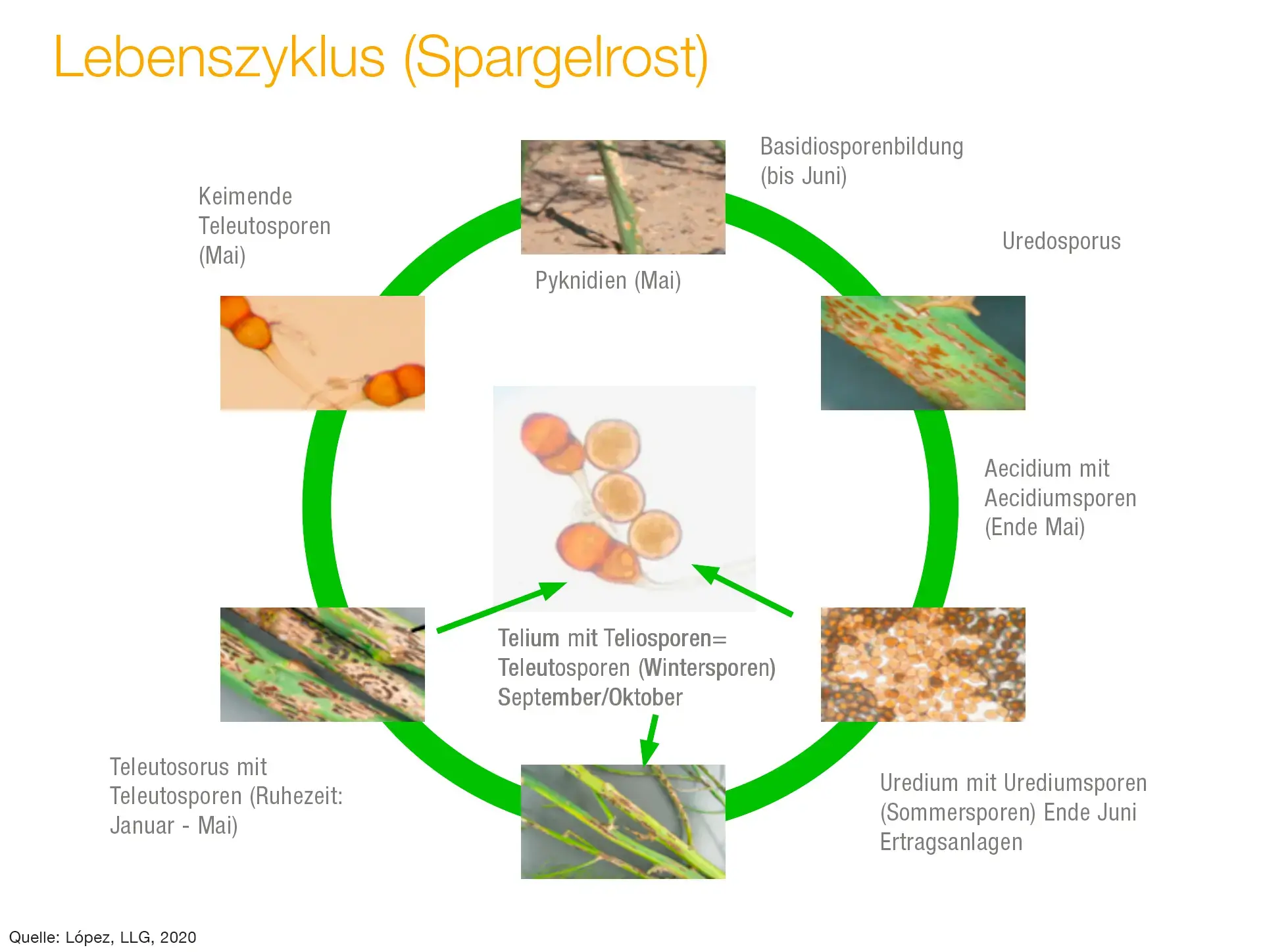 Lebenzyklus Spargelrost
