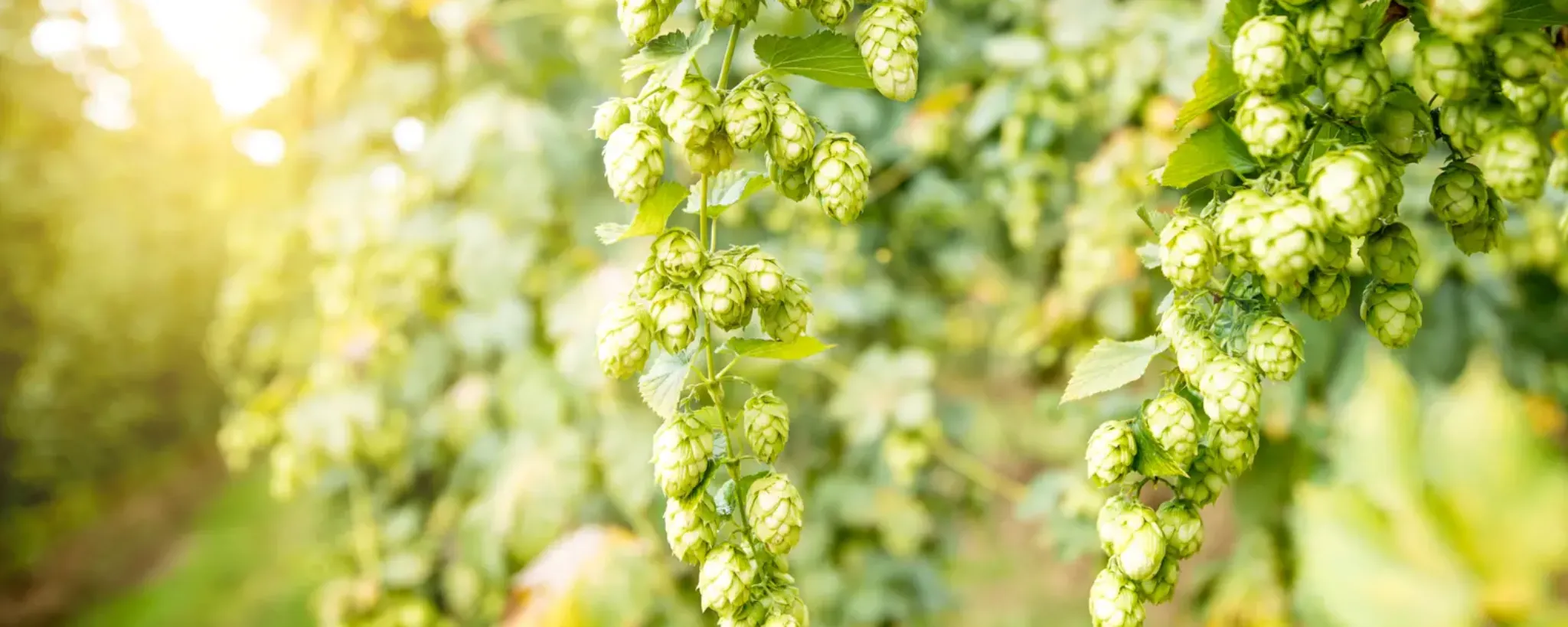 Hopfen