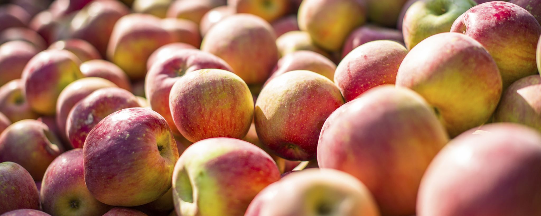 Obst