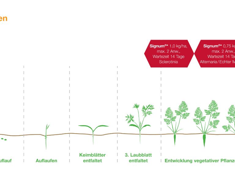 Empfehlung Signum bei Sclerotinia, Alternaria und Echter Mehltau