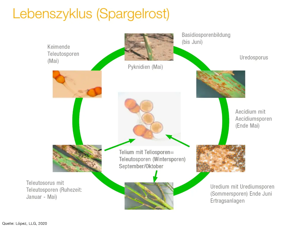 Lebenszyklus Spargelrost