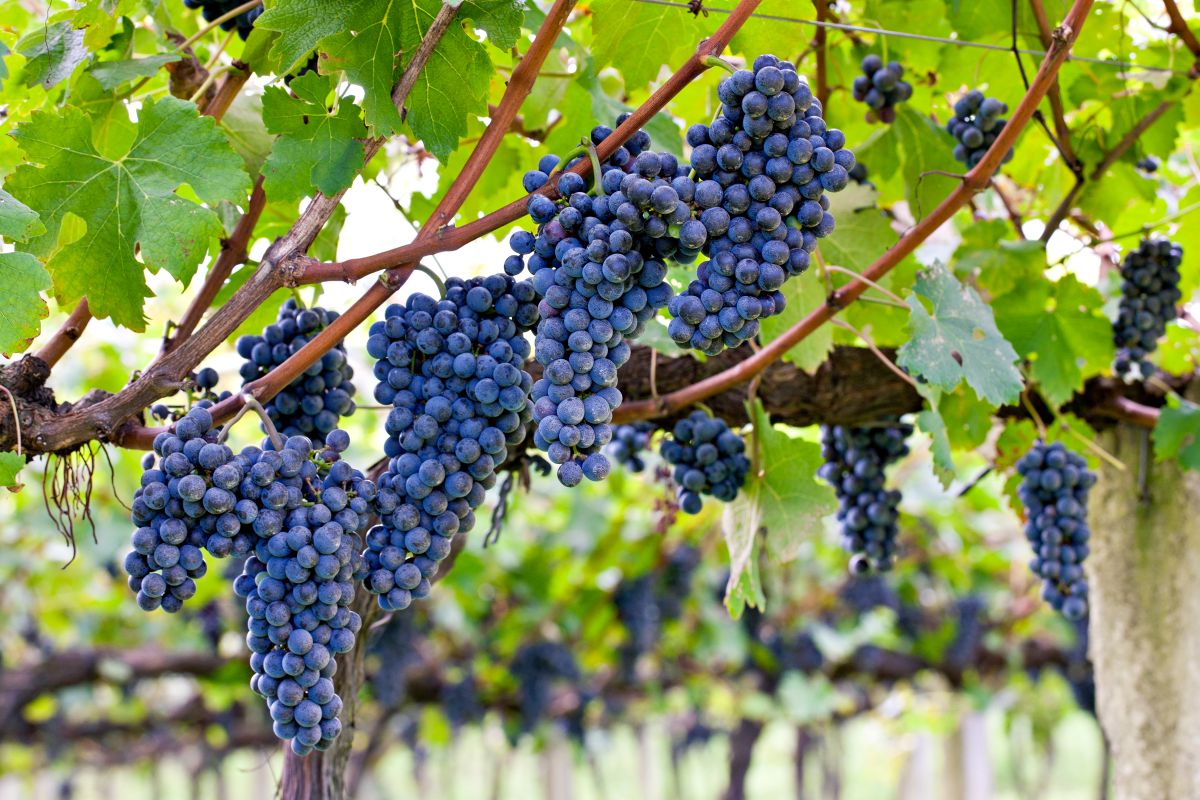 Botrytisstrategien für einen erfolgreichen Weinbau