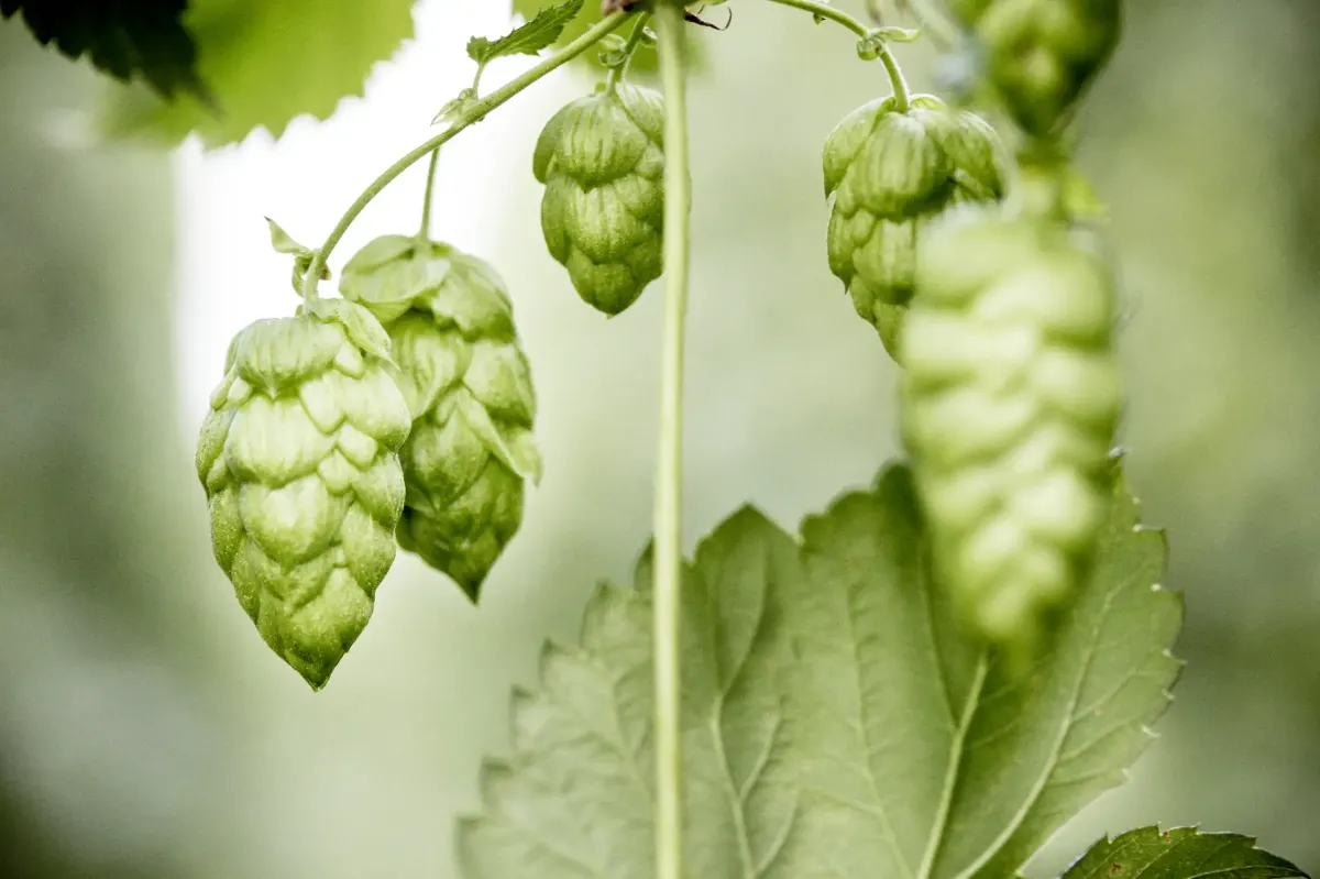 Hopfenblüten