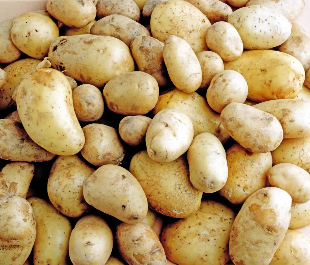 Kartoffeln