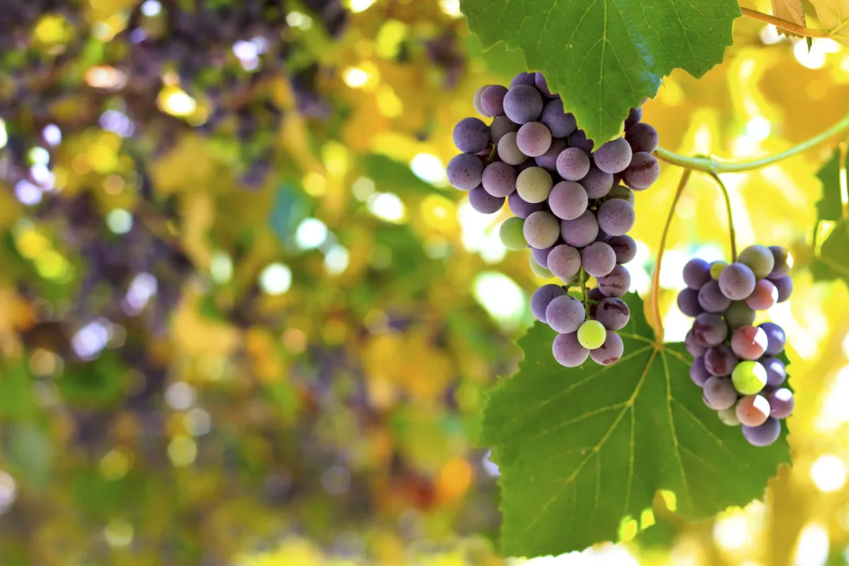 Weinrebe