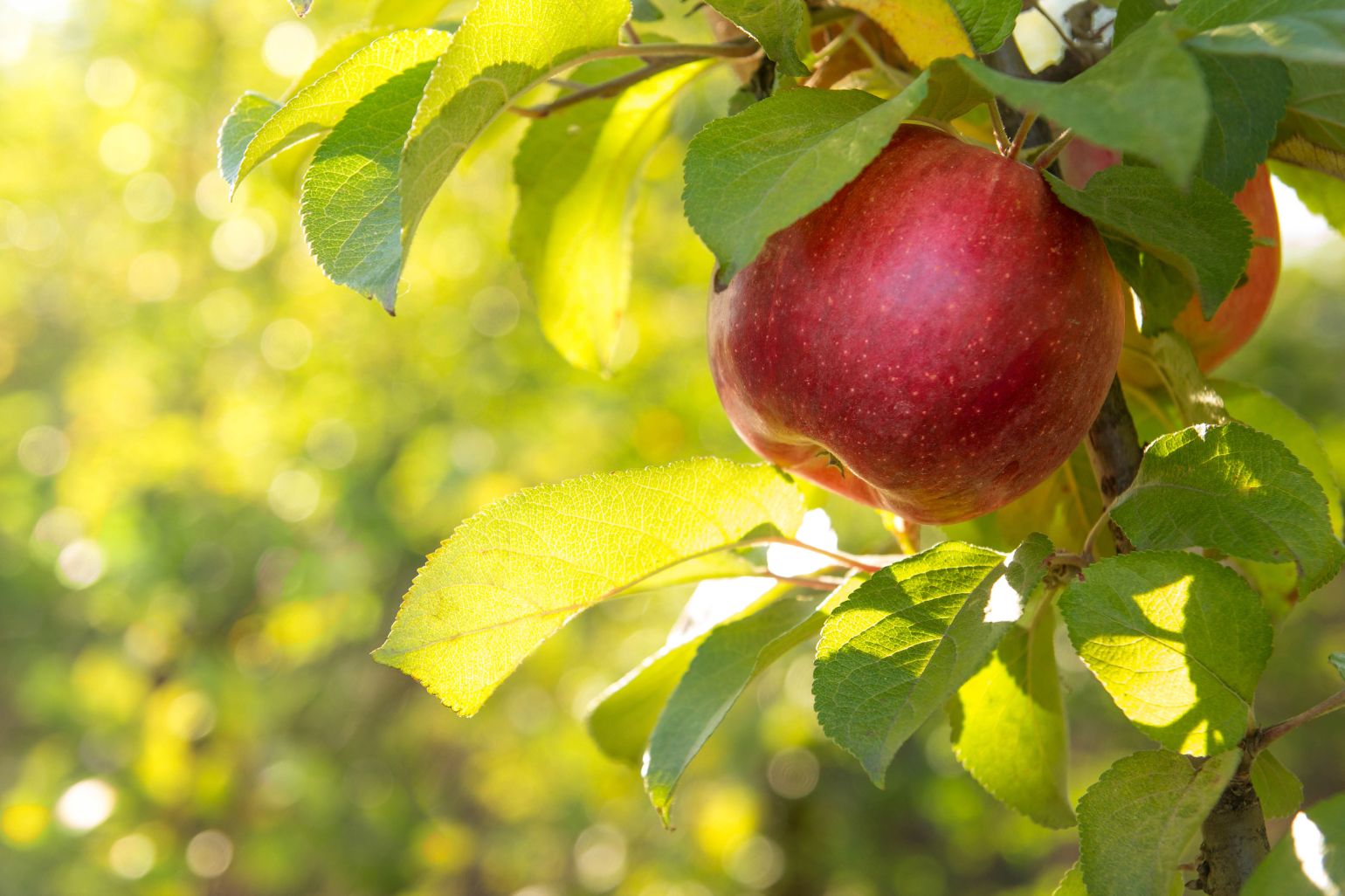 Obst BASF Agricultural Solutions Deutschland