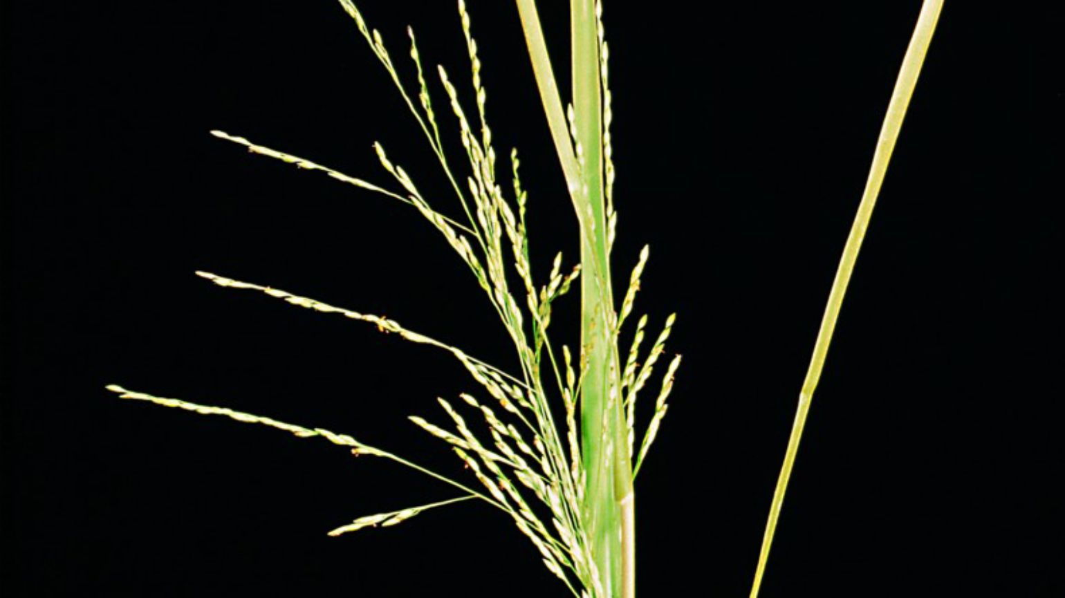 Gabelblütige Hirse