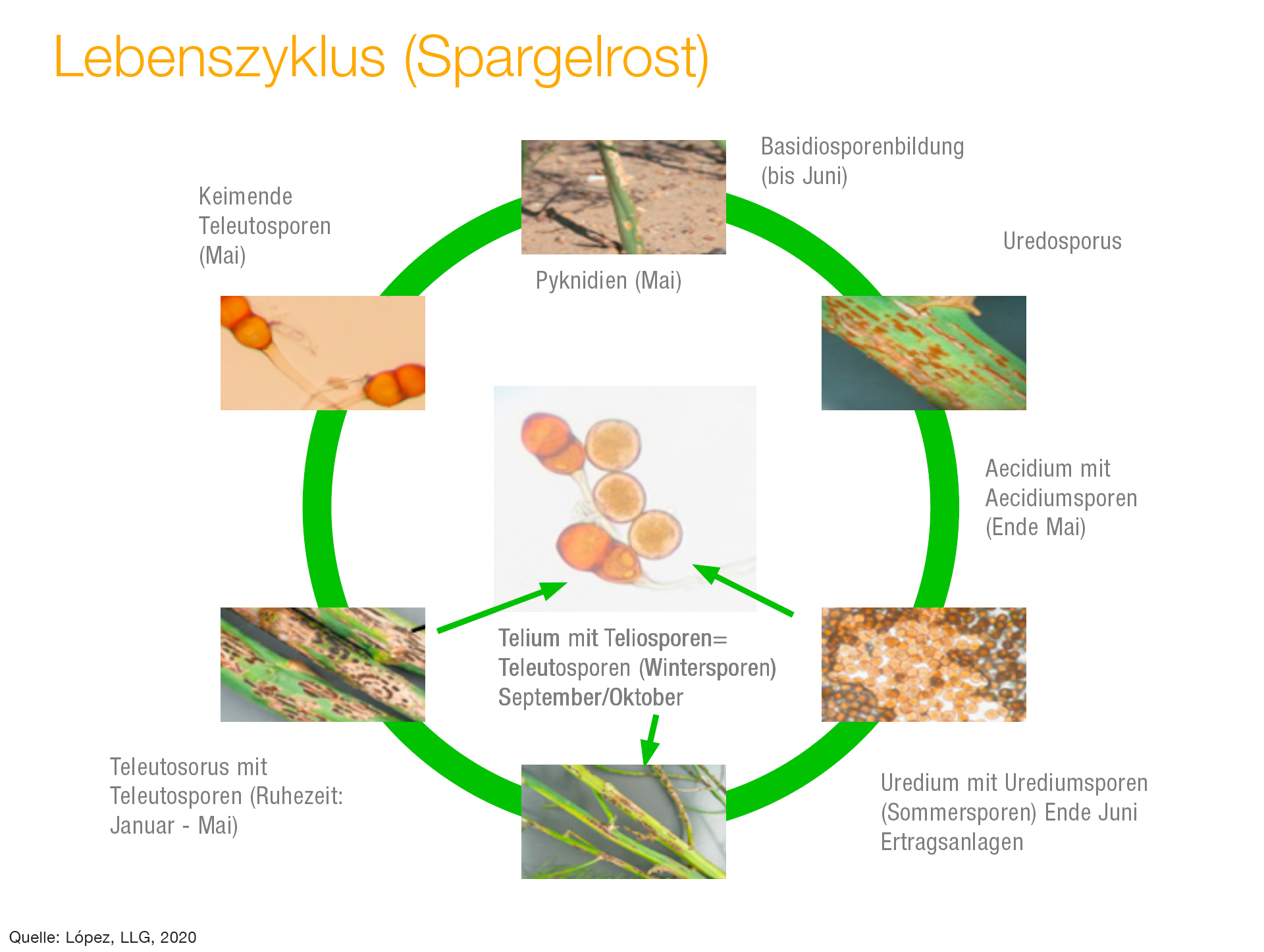 Lebenszyklus Spargelrost
