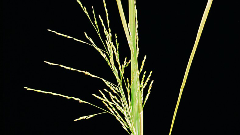 Gabelblütige Hirse